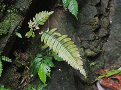 Pteris aspericaulis