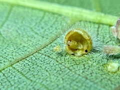 Caryomyia hirtidolium