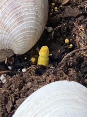 Leucocoprinus birnbaumii image