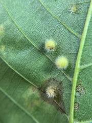 Caryomyia hirtidolium