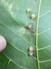 Caryomyia hirtidolium