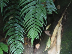 Asplenium wrightii