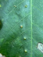 Caryomyia hirtidolium