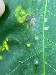 Caryomyia hirtidolium