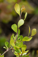 Crataegus munda