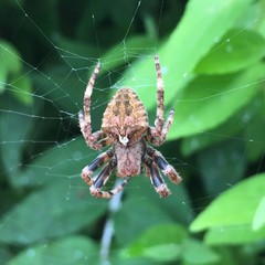 Araneus uyemurai