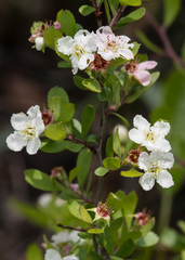 Crataegus munda