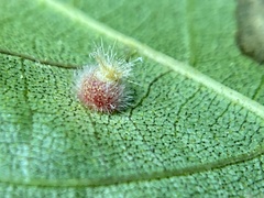 Caryomyia hirtidolium