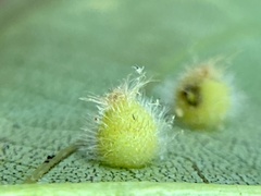 Caryomyia hirtidolium