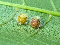 Caryomyia hirtidolium