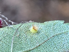 Caryomyia hirtidolium