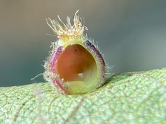 Caryomyia hirtidolium