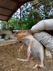 Heteromys gaumeri