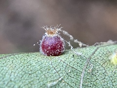 Caryomyia hirtidolium