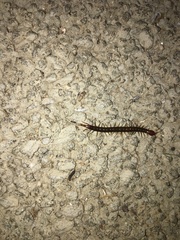 Scolopocryptops nigridius