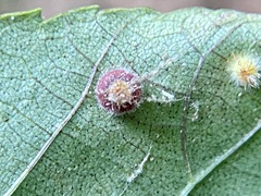 Caryomyia hirtidolium