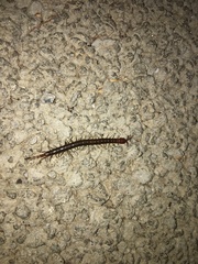 Scolopocryptops nigridius