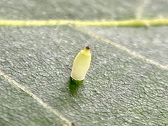 Caryomyia urnula