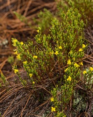 Hudsonia ericoides