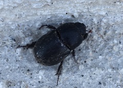 Euetheola