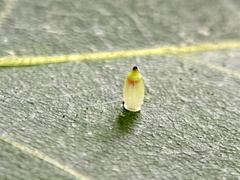 Caryomyia urnula