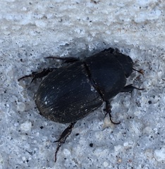 Euetheola