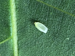 Caryomyia urnula
