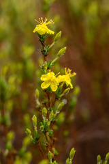 Hudsonia ericoides