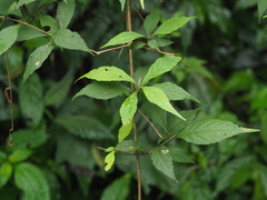 Callicarpa randaiensis