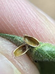 Caryomyia urnula