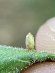 Caryomyia urnula
