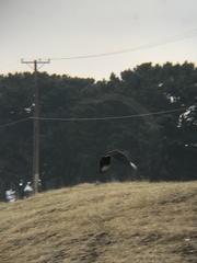 Coragyps atratus foetens