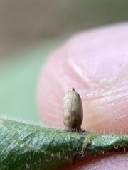 Caryomyia urnula