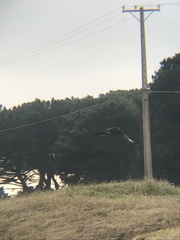 Coragyps atratus foetens