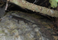 Anolis tropidogaster