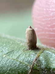 Caryomyia urnula