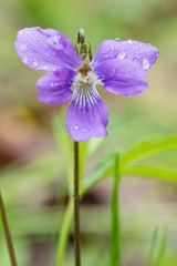 Viola brittoniana