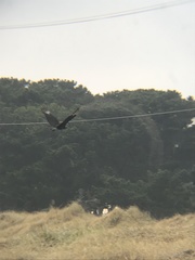 Coragyps atratus foetens