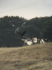 Coragyps atratus foetens