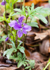Viola brittoniana