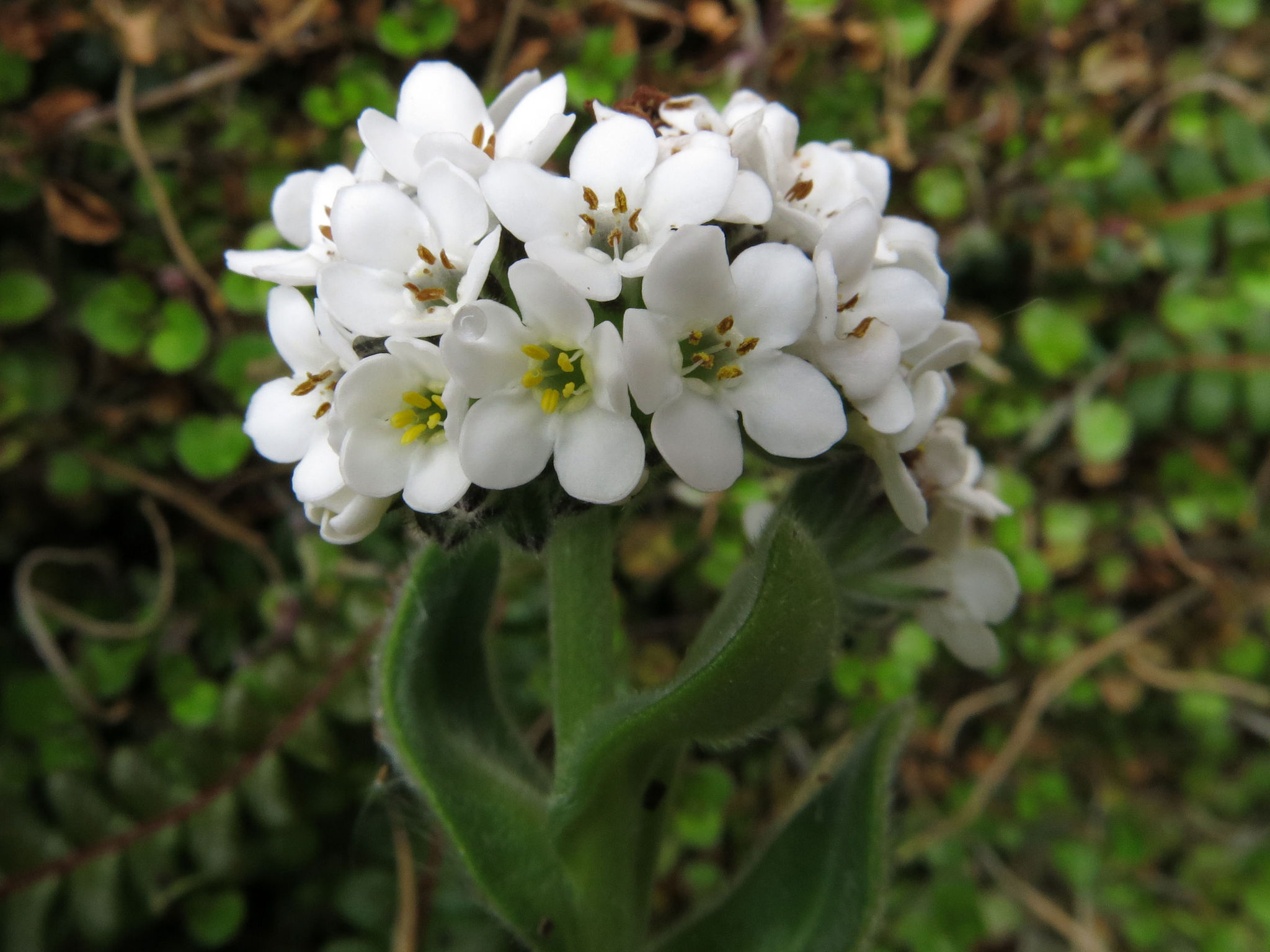 No me olvides (género Myosotis) · iNaturalist Ecuador