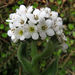 Myosotis rakiura - Photo (c) John Barkla, algunos derechos reservados (CC BY), subido por John Barkla