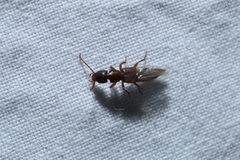 Achenomorphus corticinus