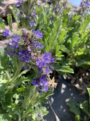 Phacelia lyallii