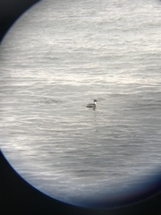 Podiceps occipitalis occipitalis