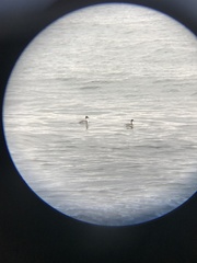 Podiceps occipitalis occipitalis