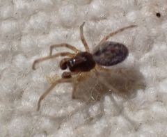 Emblyna borealis cavernosa