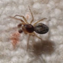 Emblyna borealis cavernosa