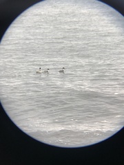 Podiceps occipitalis occipitalis