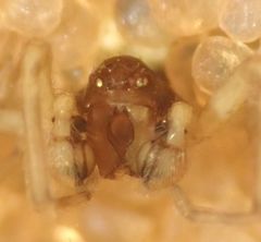 Emblyna borealis cavernosa